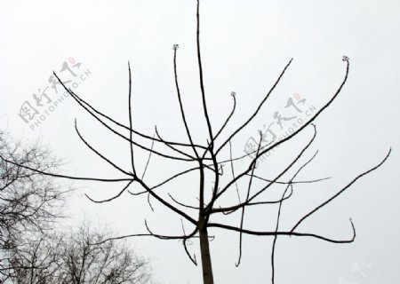 冬日梧桐树图片