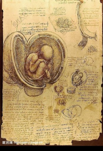 达芬奇绘制的胚胎研究图片