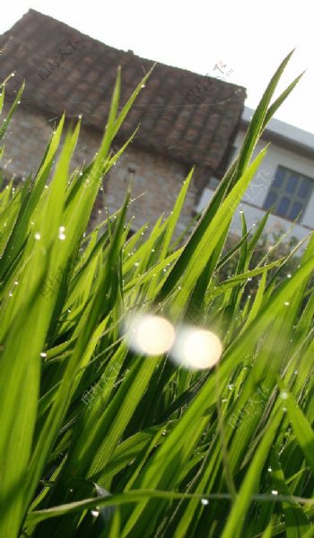 稻田摄影微距露珠绿色图片