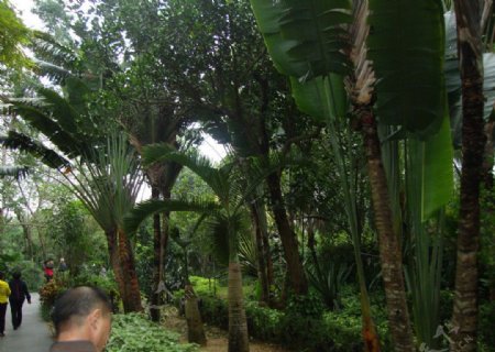 椰林芭蕉图片