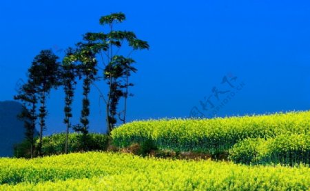 罗平公鸡山油菜花图片