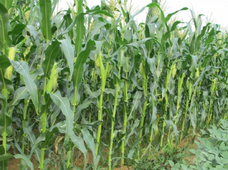 玉米玉米地田园图片