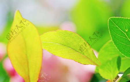 海棠树叶图片