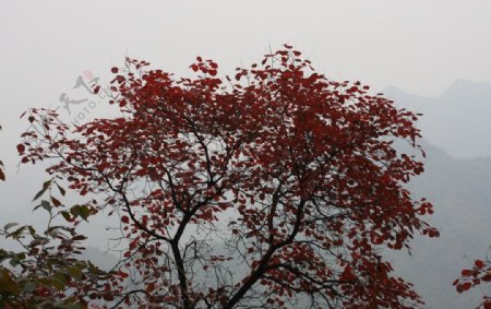 龙潭峡红叶图片