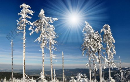 冬季树木树枝雪景图片