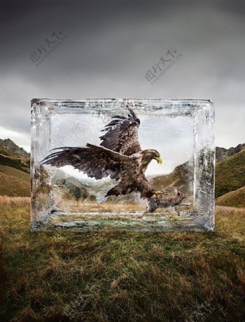 冰中的飞鹰与兔图片