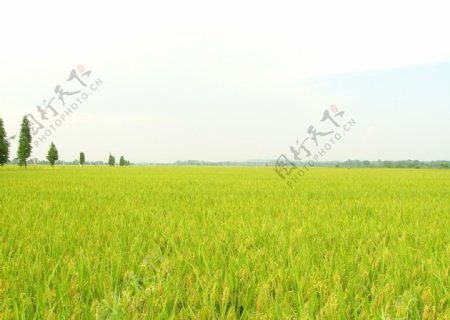 优质水稻图片
