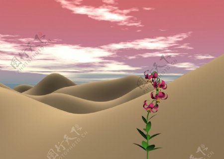 沙漠一枝花图片
