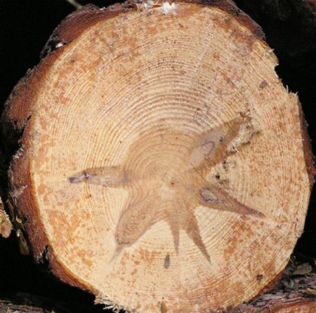 木头图片