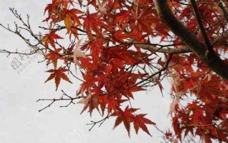 水墨风格的枫叶摄影图片