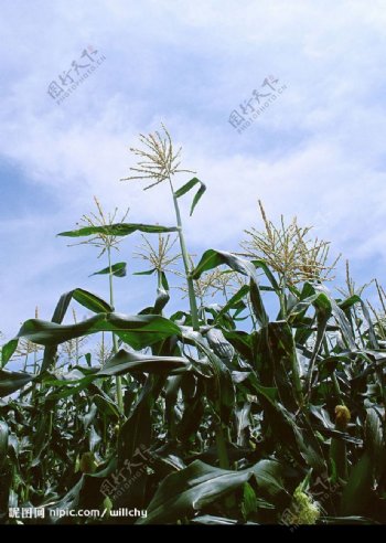 玉米田图片