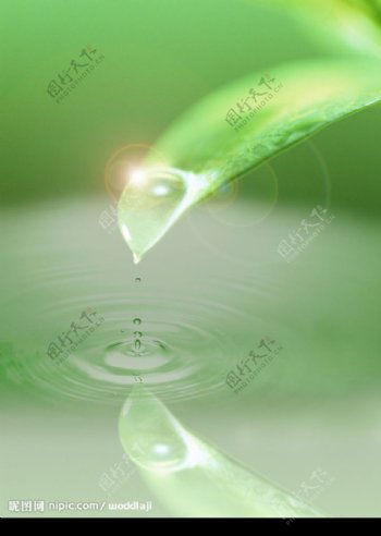 水树叶水滴水纹阳光图片
