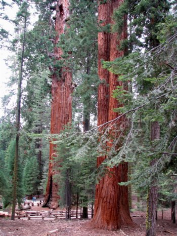 巨大的杉木图片