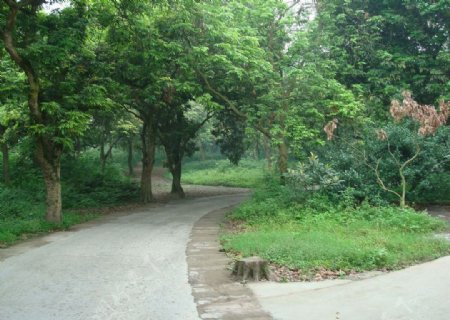 泸州桂圆林图片
