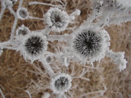 雪覆盖的野草图片