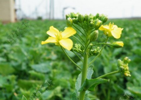 油菜花图片