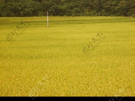 黄黄的稻谷图片