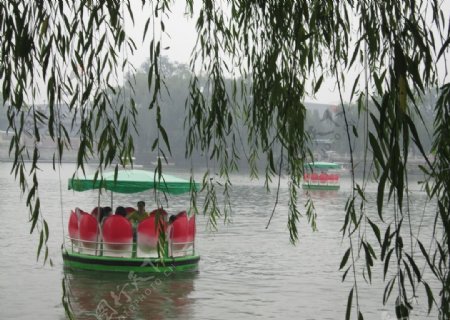 柳树湖边小船图片