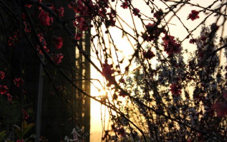 夕阳下的校园春色图片