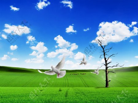 绿茵鸽子蓝天白云图片