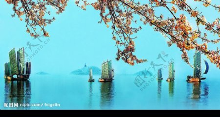 太湖樱花帆船图片