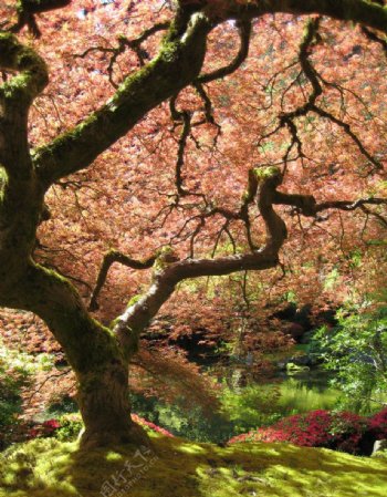 日本枫树图片