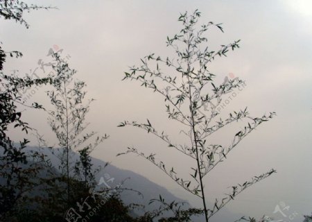 暮色中的山竹图片