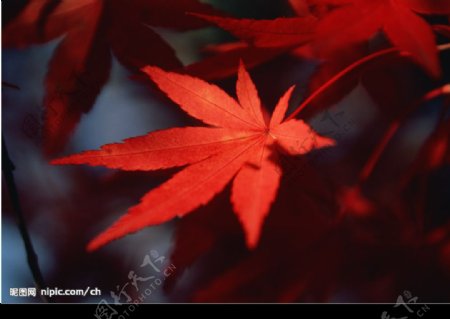 红枫树叶图片