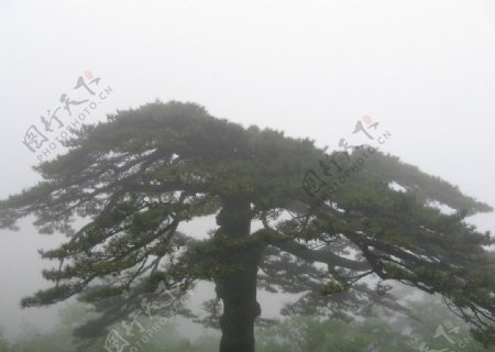 黄山雨伞松图片