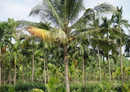 海南岛椰树林图片