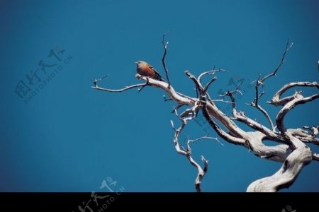 站在枯树上的小鸟图片