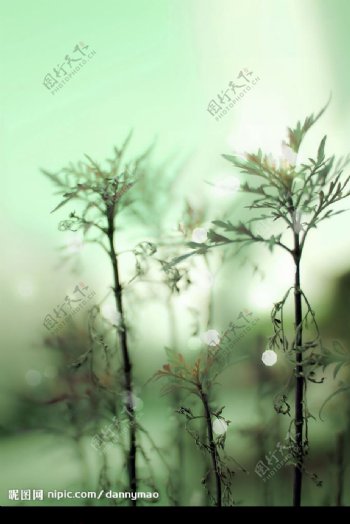迷雾中的草木图片