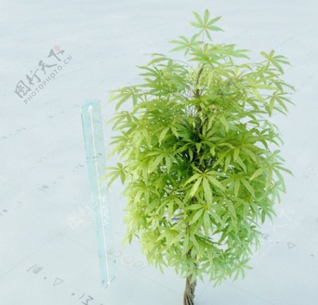 景观植物图片