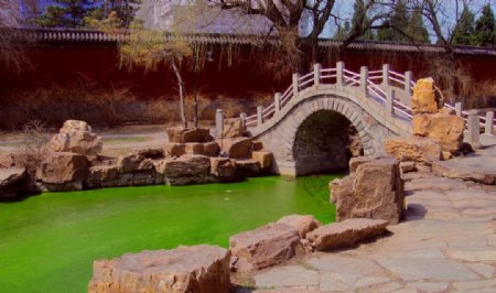 小桥伴绿藻图片