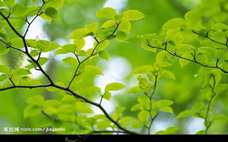 超清晰的树叶摄影图片