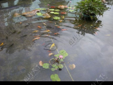 莲花池塘图片