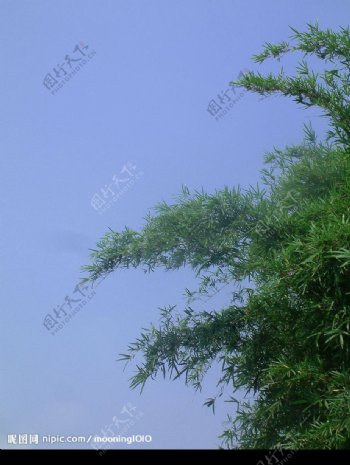竹林竹子图片