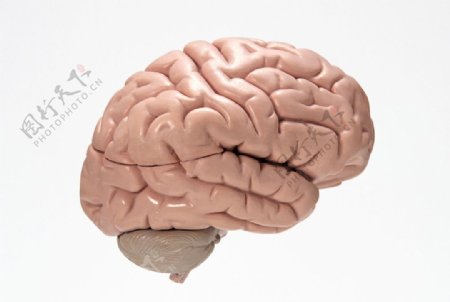 人类大脑构造模型图片