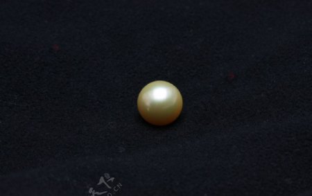 海洋金珍珠图片