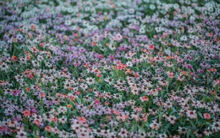 颐和园西堤的雏菊图片