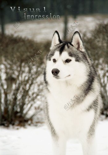 哈士奇雪橇犬图片