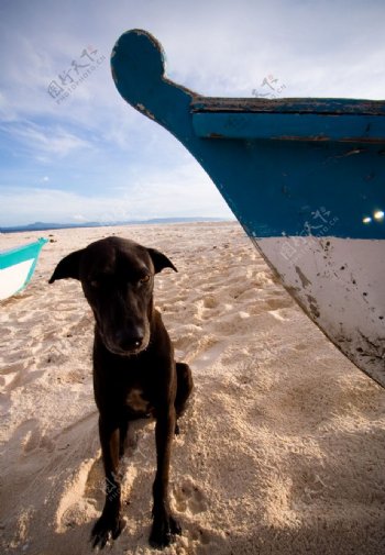 海边沙滩小狗图片