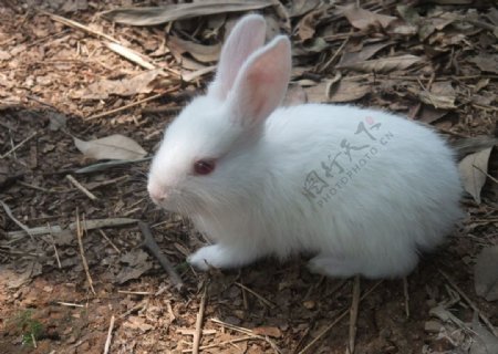 小白兔子图片
