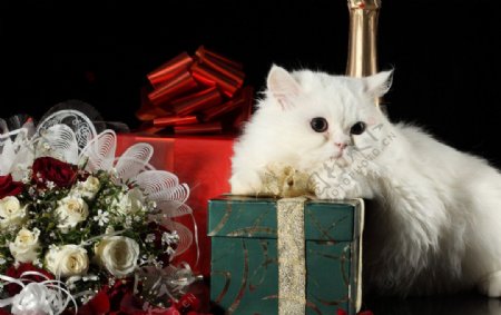 礼物白猫图片