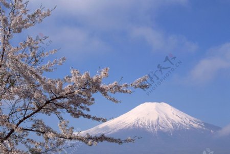 富士山樱花篇图片