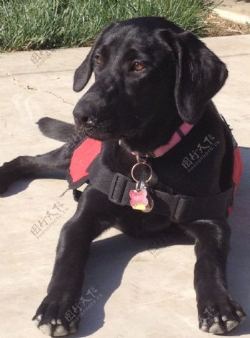 黑色拉布拉多救助犬图片