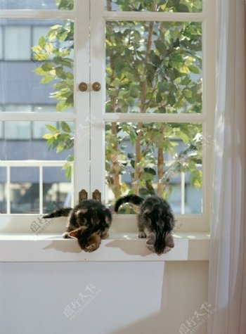 窗台上的猫咪图片