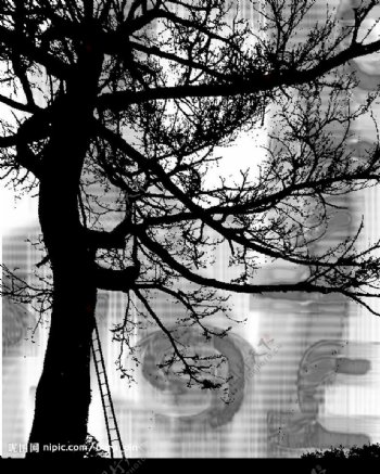 黑白树木插图图片