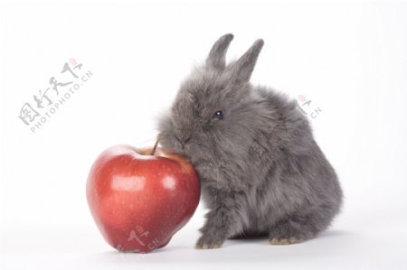 吃苹果的兔子图片