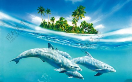 海豚海洋图片